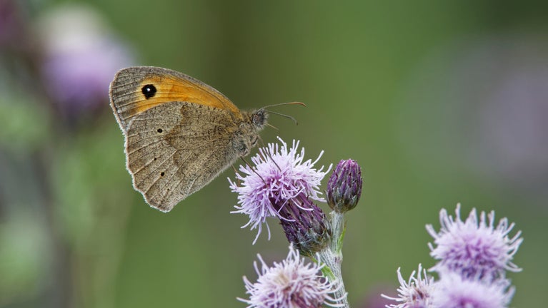 Meadow brown at Holnicote Estate, Somerset